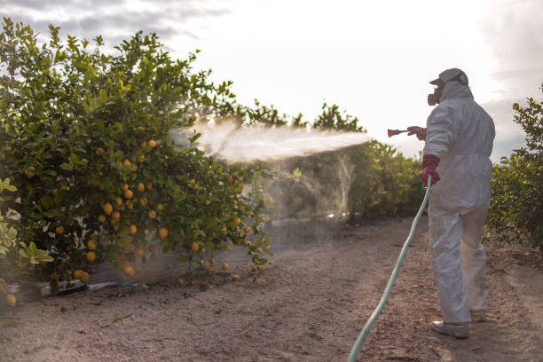 Trusted Ceredo, WV Pest Control Experts