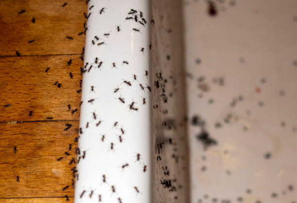 Flea Control Services in Ceredo, WV